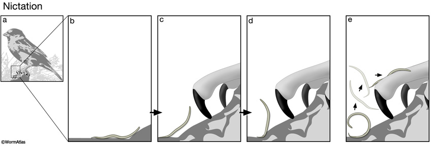 DBehaviorFIG 2: Larval nictation and flipping behaviors for dispersal